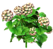Цветы в PNG